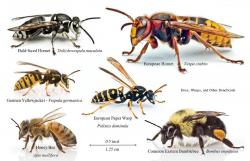 Wasps,Hornets, Bees